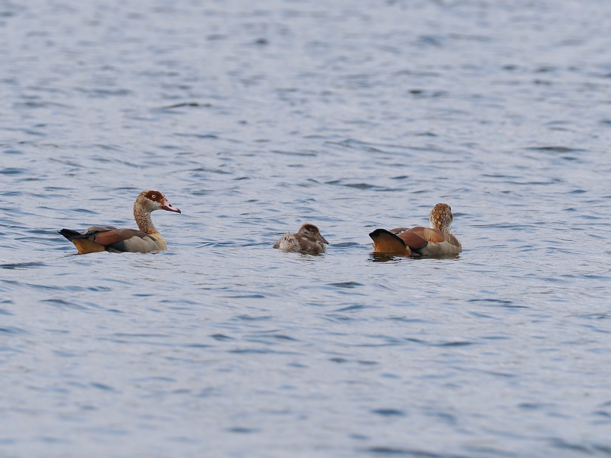 Egyptian Goose - ML640003391