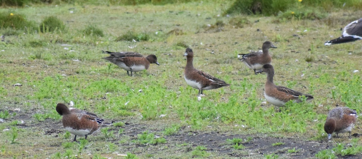 Eurasian Wigeon - ML640003446