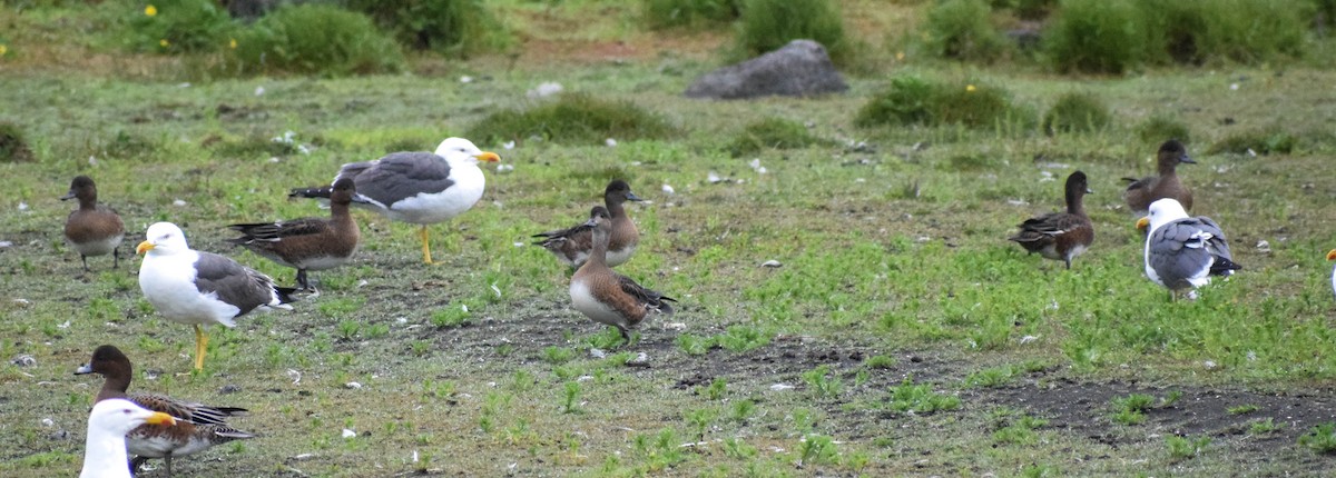 Eurasian Wigeon - ML640003447