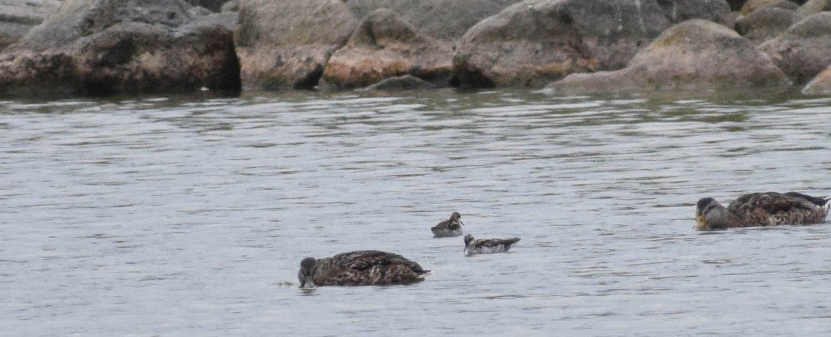 Red-necked Phalarope - ML640003448