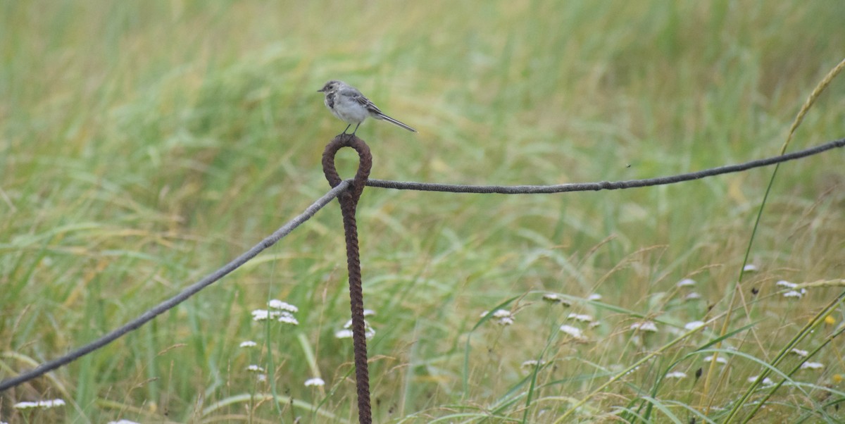 White Wagtail - ML640003452