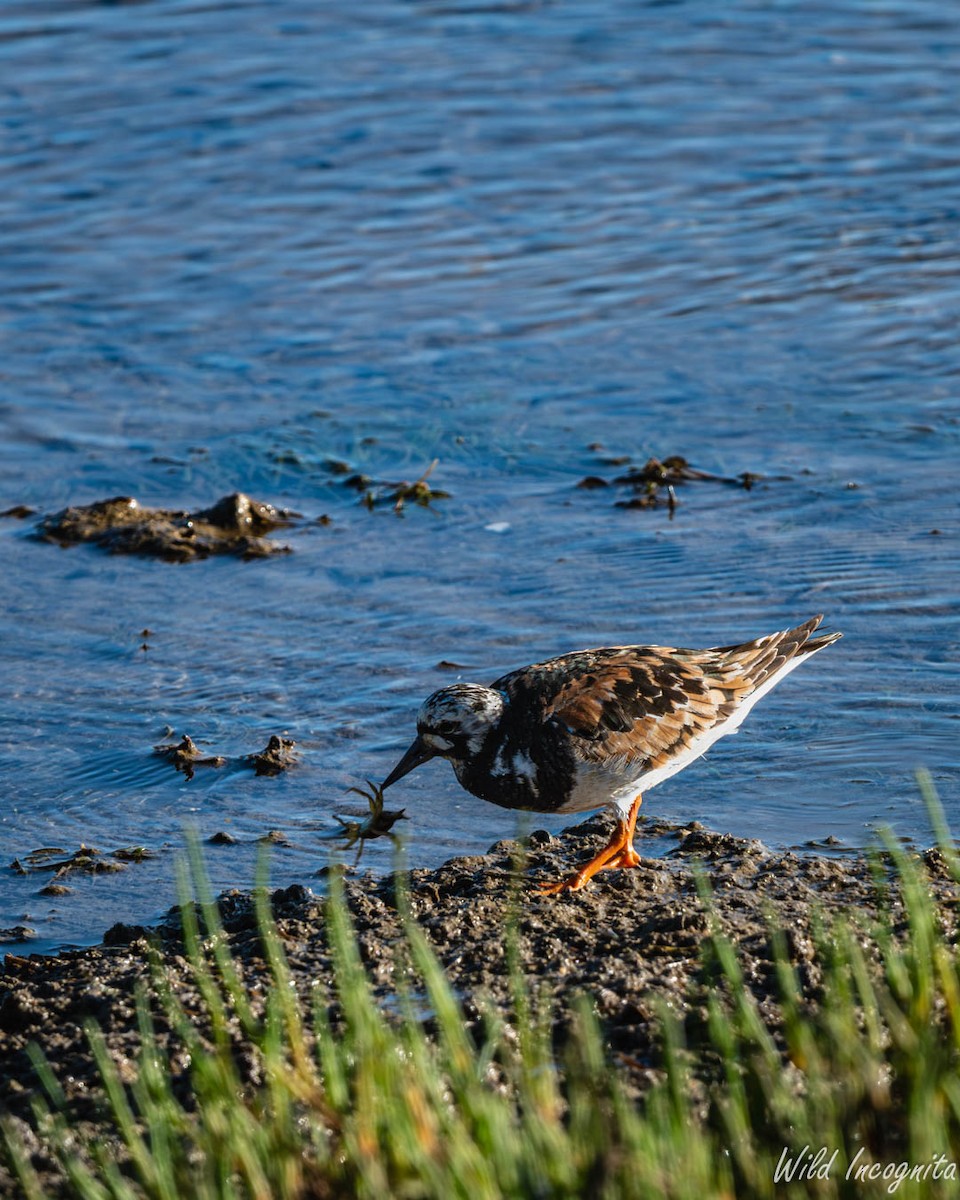 Ruddy Turnstone - ML640003479