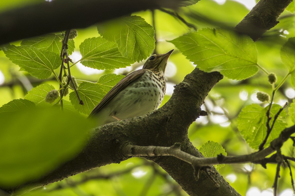 Swainson's Thrush - ML640003538