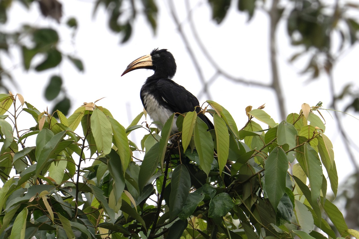 Congo Pied Hornbill - ML640003591
