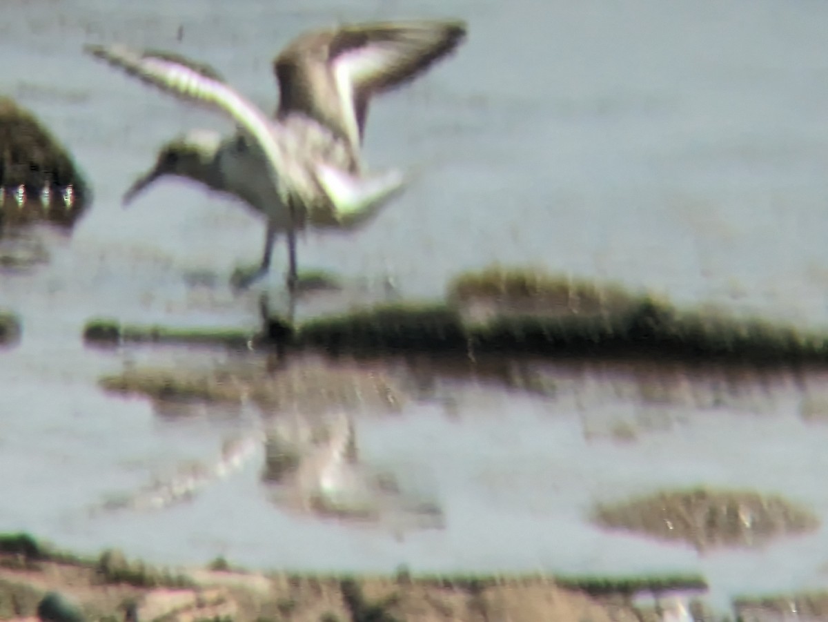 jespák písečný - ML640003612