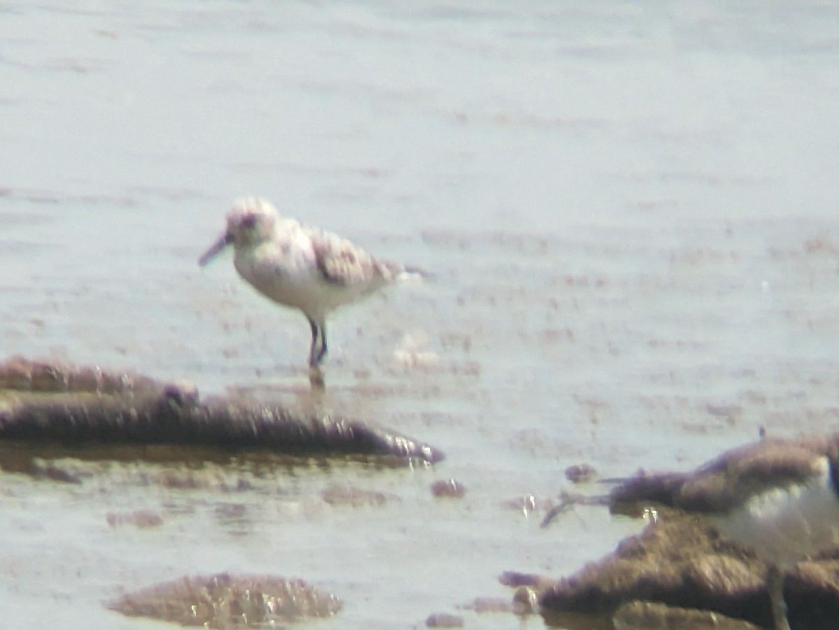 jespák písečný - ML640003626