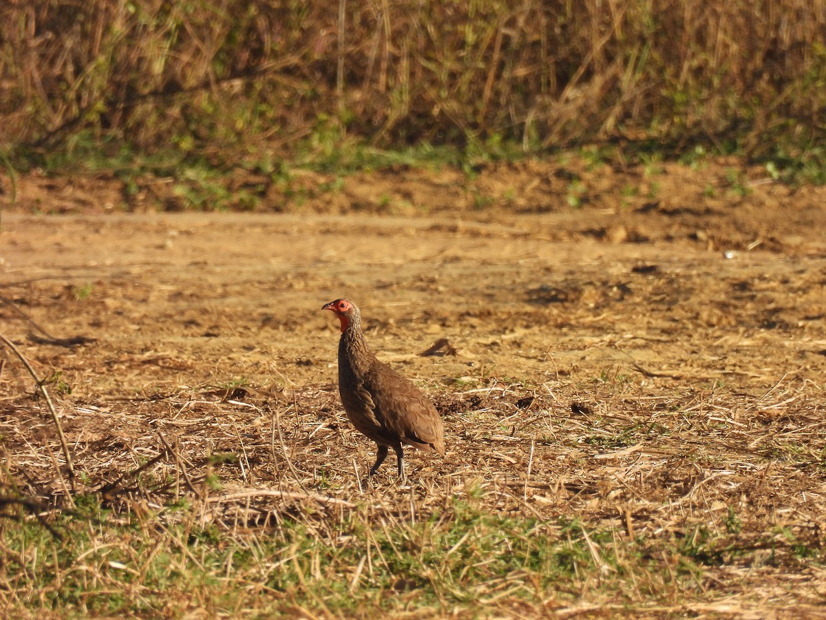 Swainson's Spurfowl - ML640003644