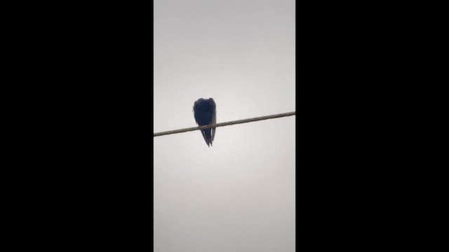 Purple Martin - ML640003669
