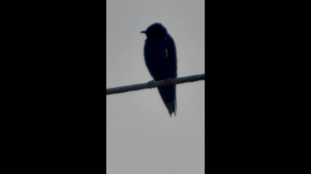 Purple Martin - ML640003670