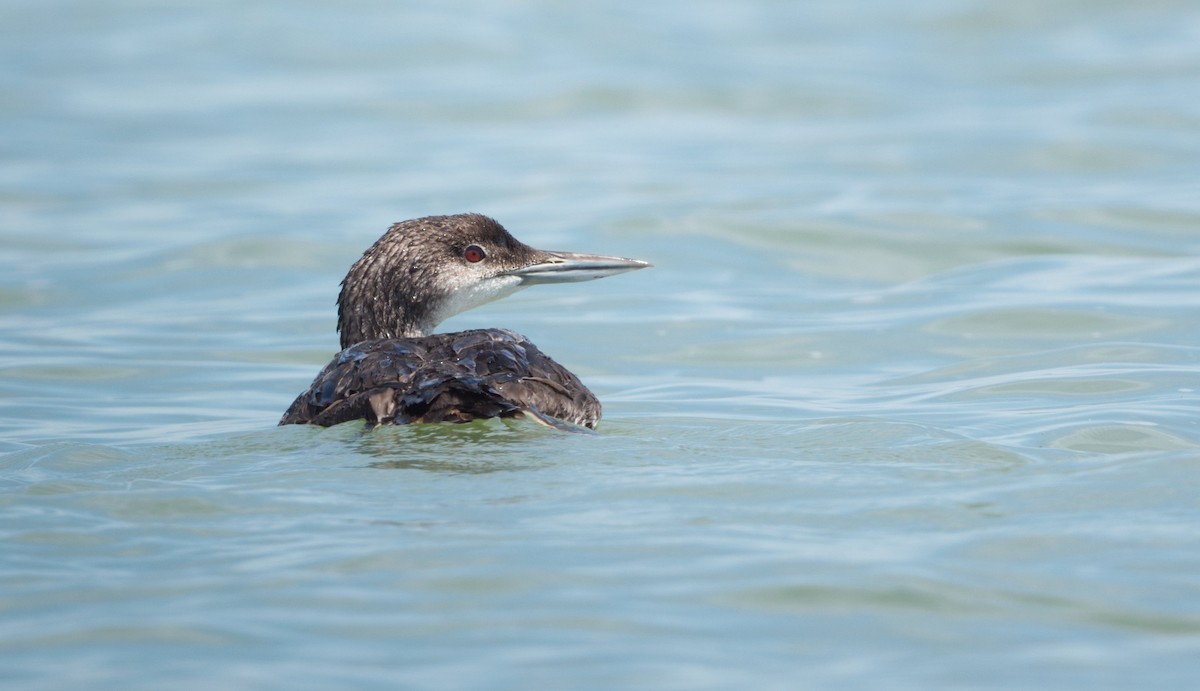 Common Loon - ML640003679