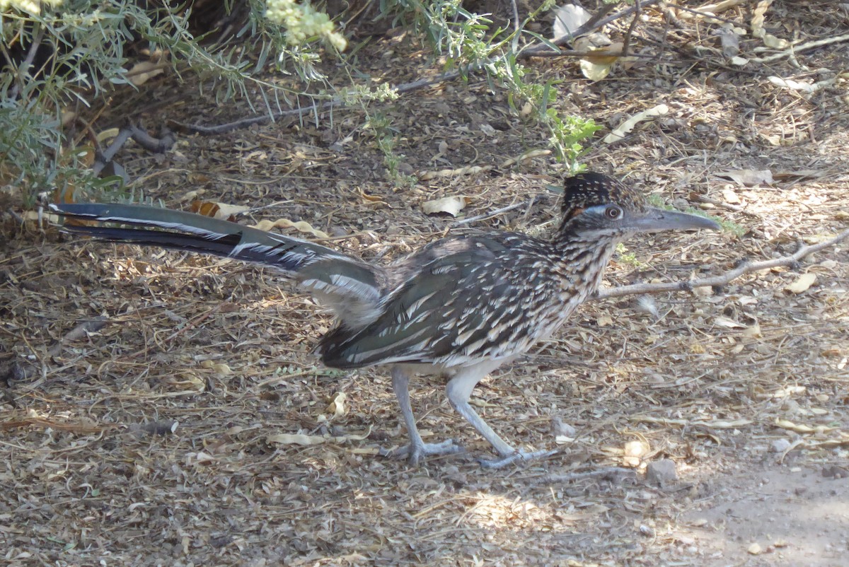 Greater Roadrunner - ML640003683