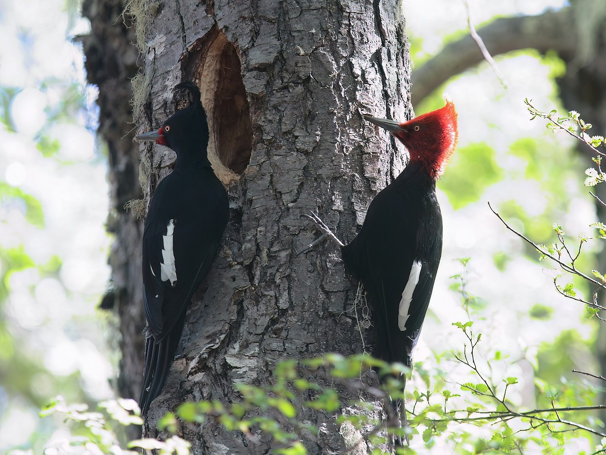 Magellanic Woodpecker - ML640003709