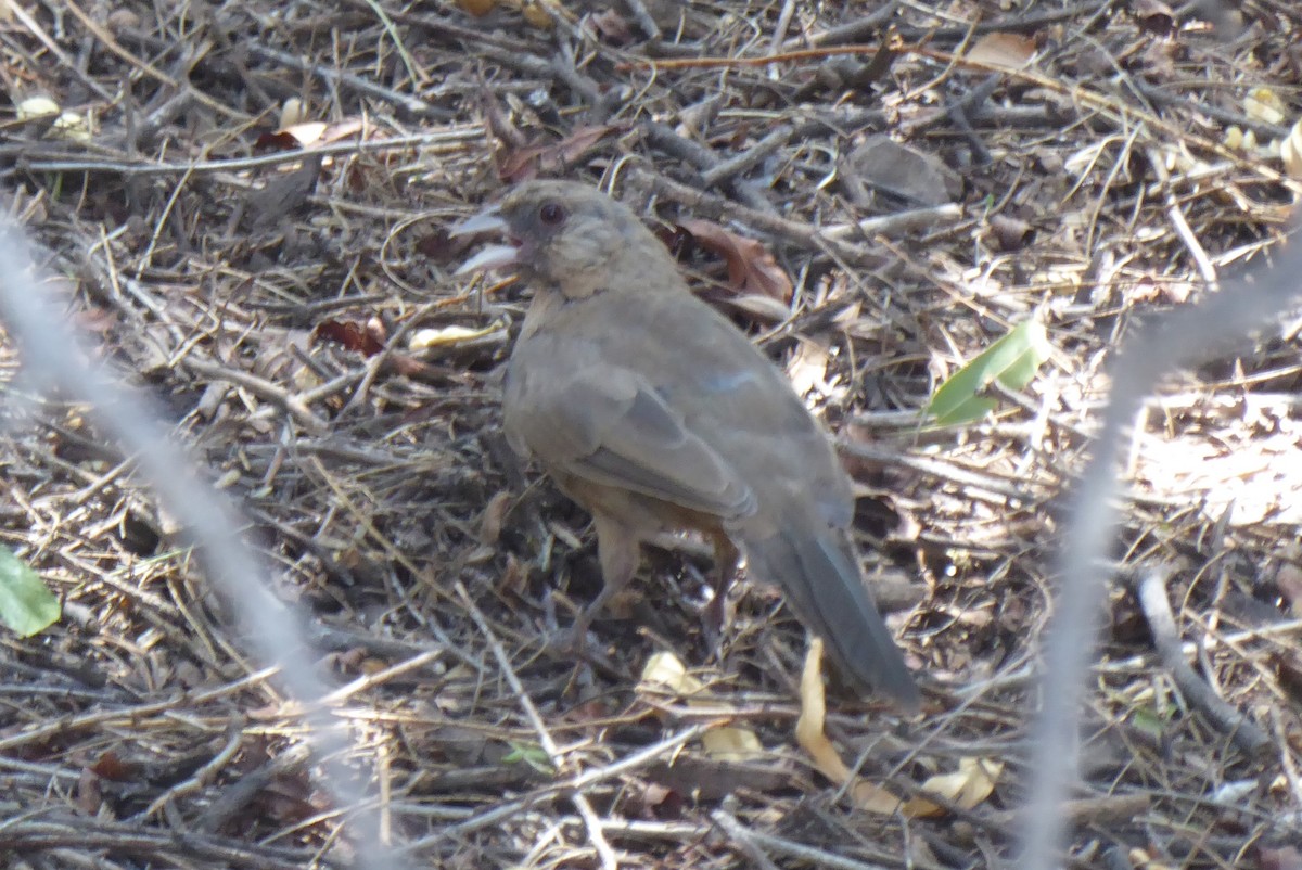 Abert's Towhee - ML640003730