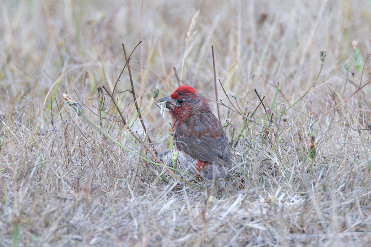 Purple Finch - ML640003733