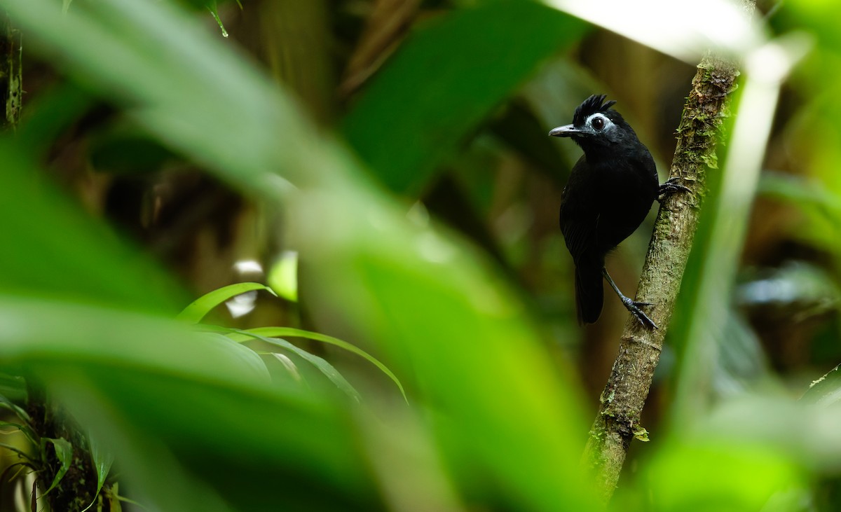 Sooty Antbird - ML640003757