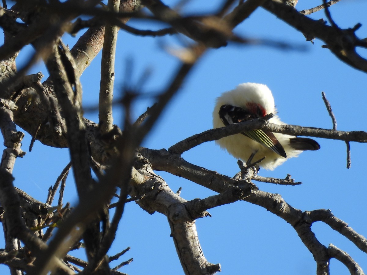 Chaplin's Barbet - ML640003781