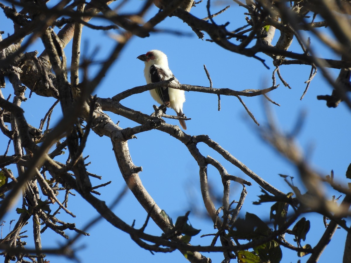Chaplin's Barbet - ML640003791