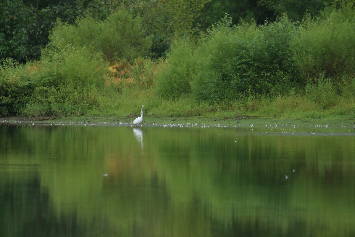 Great Egret - ML640003794