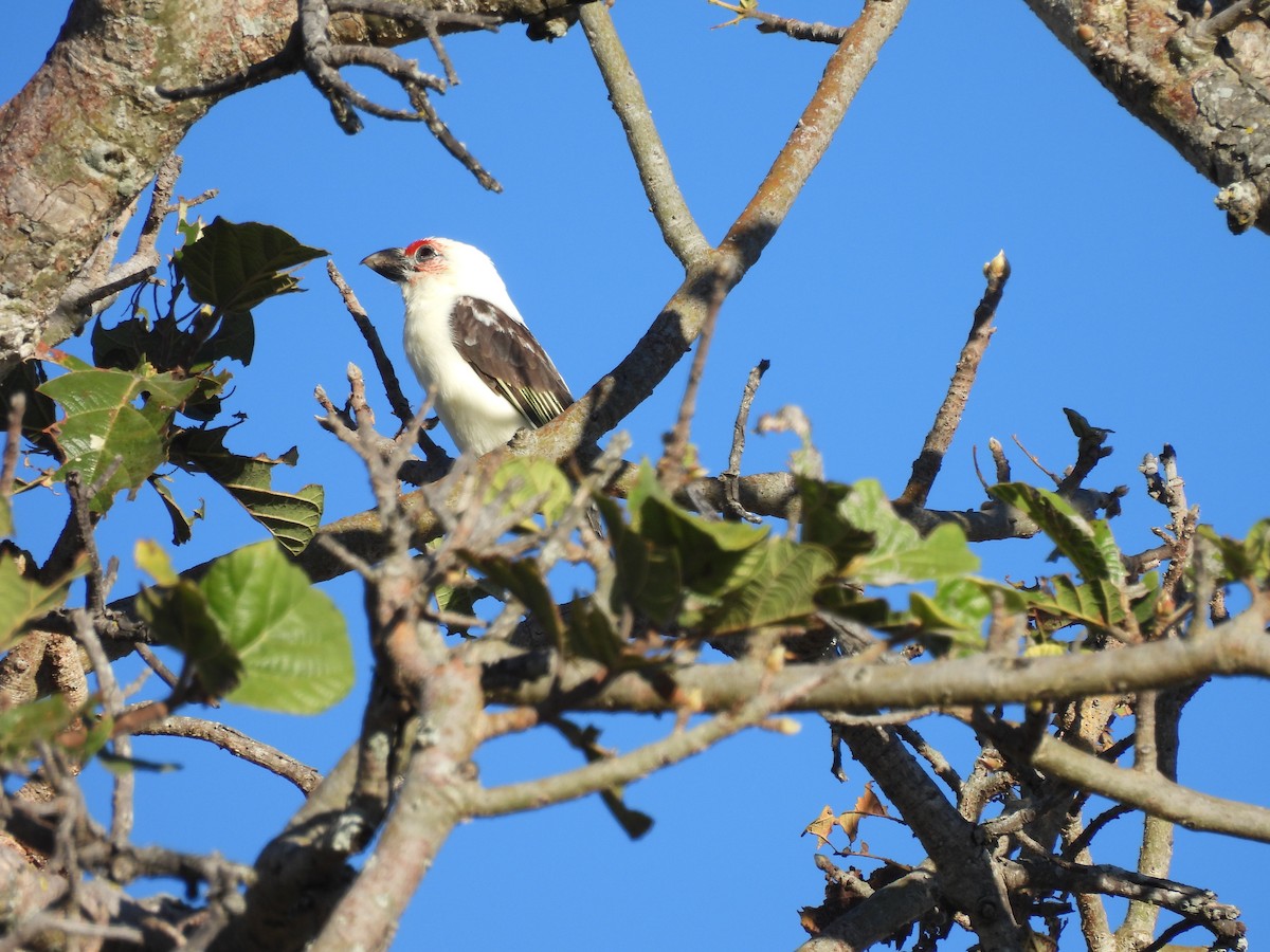 Chaplin's Barbet - ML640003807