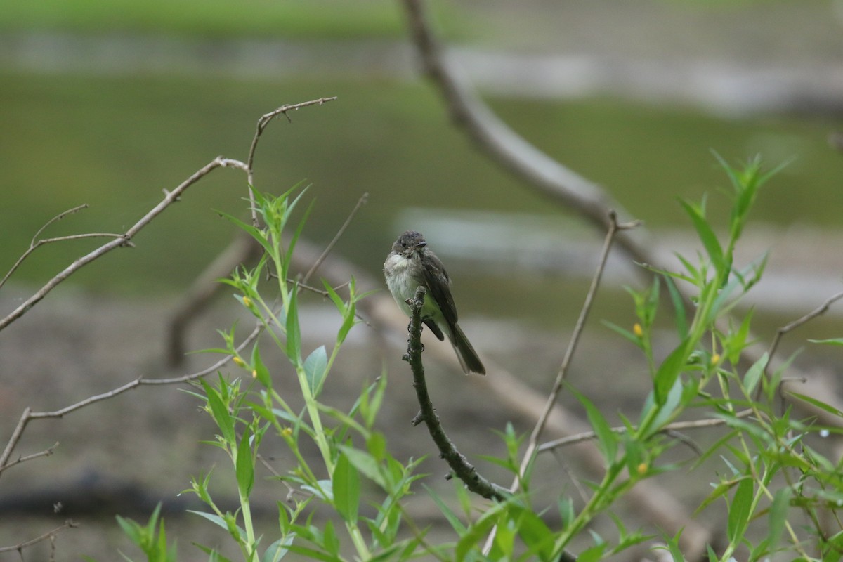 Eastern Phoebe - ML640003809