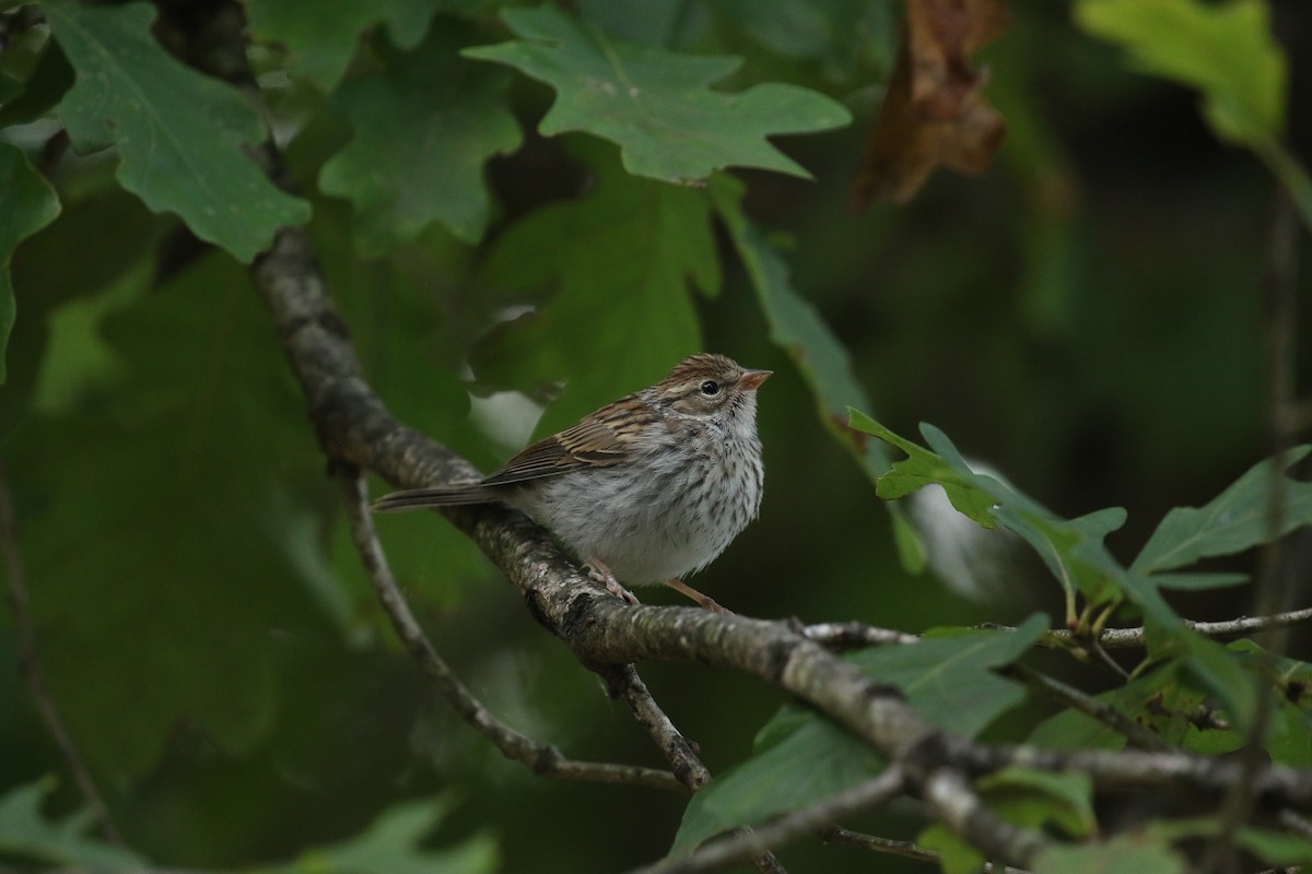 Chipping Sparrow - ML640003821
