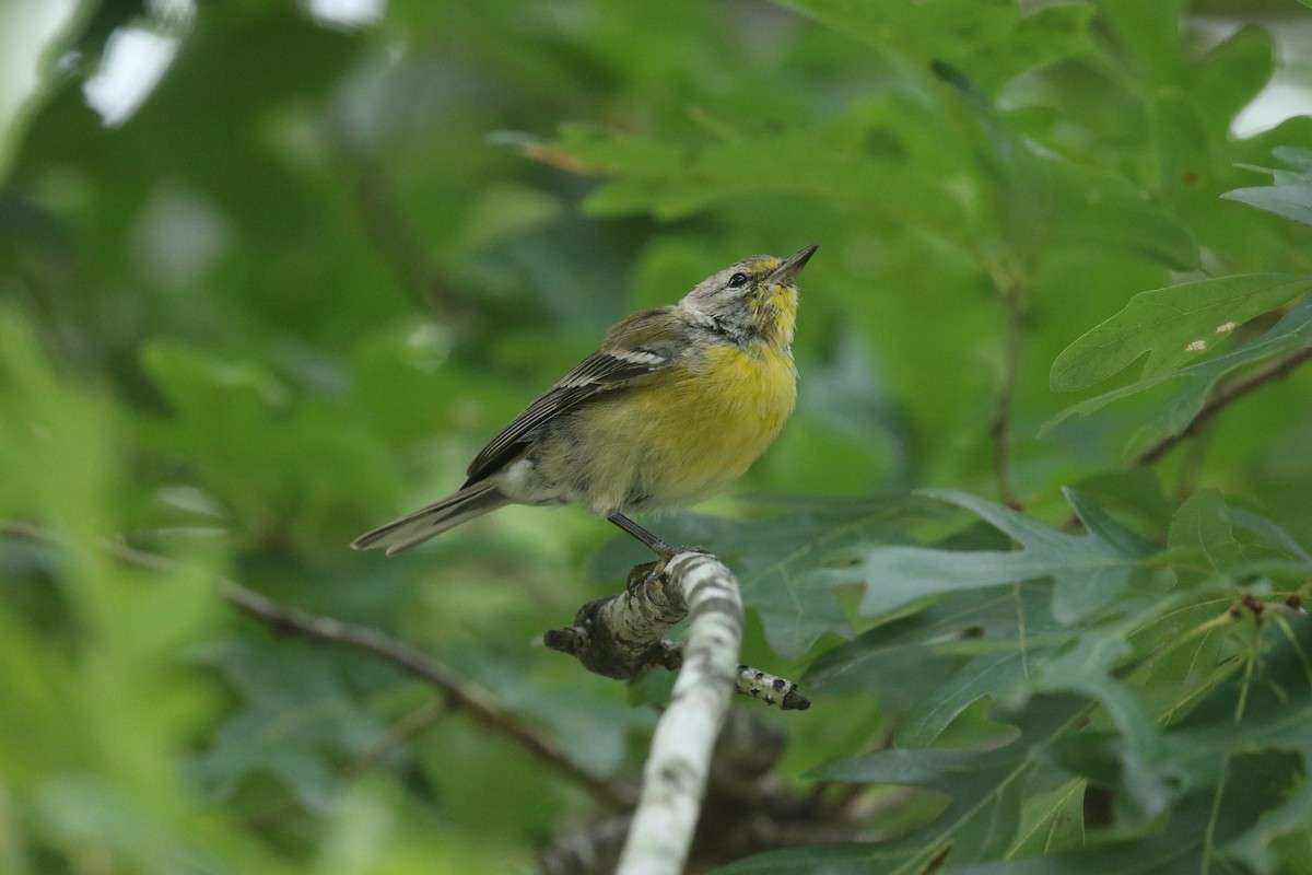 Pine Warbler - ML640003826