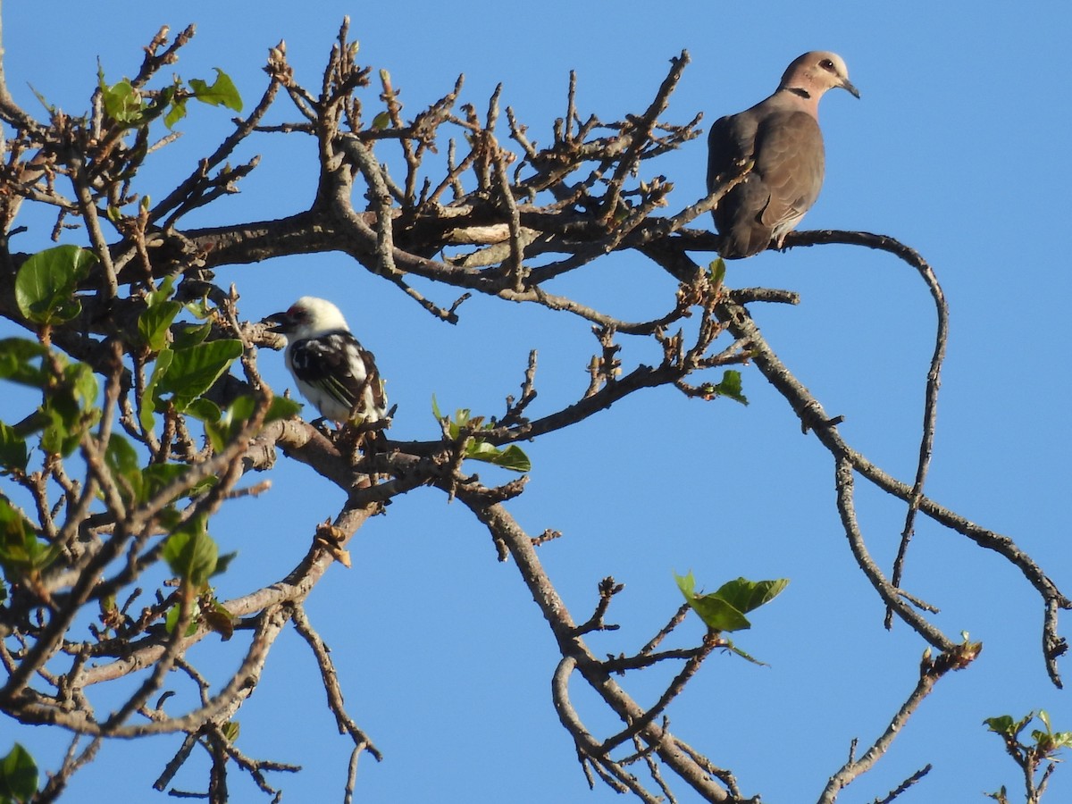 Chaplin's Barbet - ML640003851