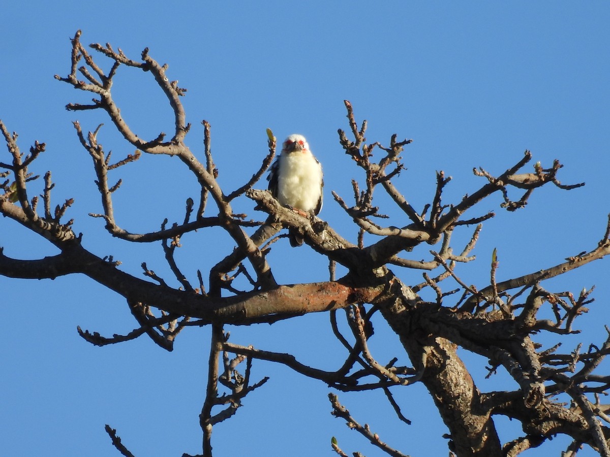 Chaplin's Barbet - ML640003853