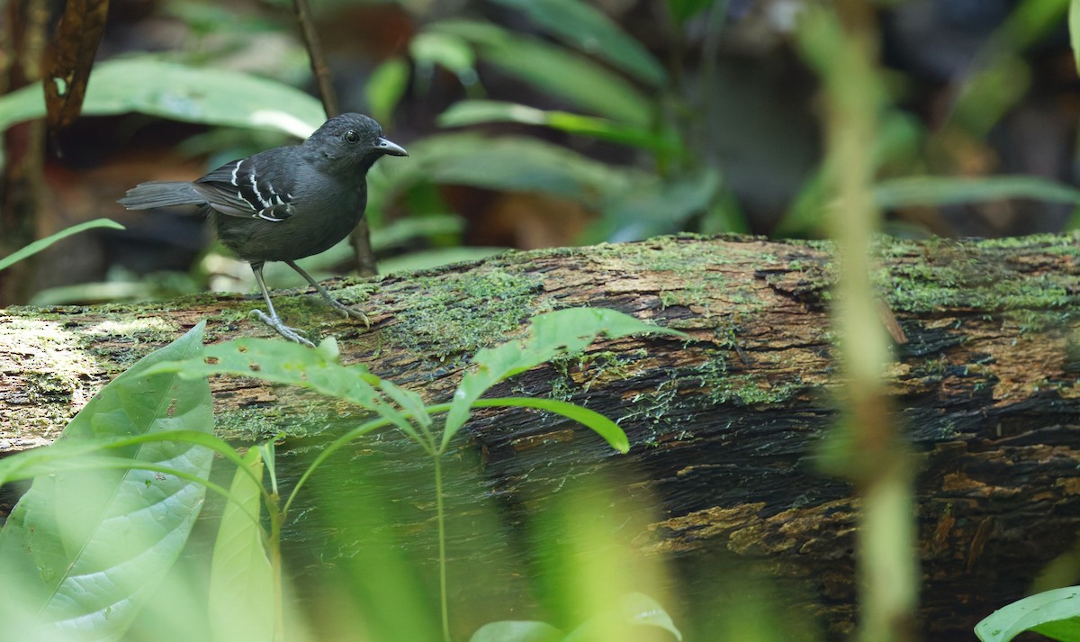 Black-headed Antbird (Amazonas) - Cameron Rutt