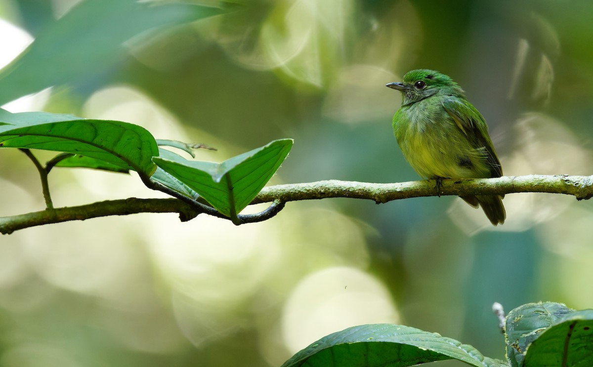 Mavi Tepeli Manakin - ML640003957