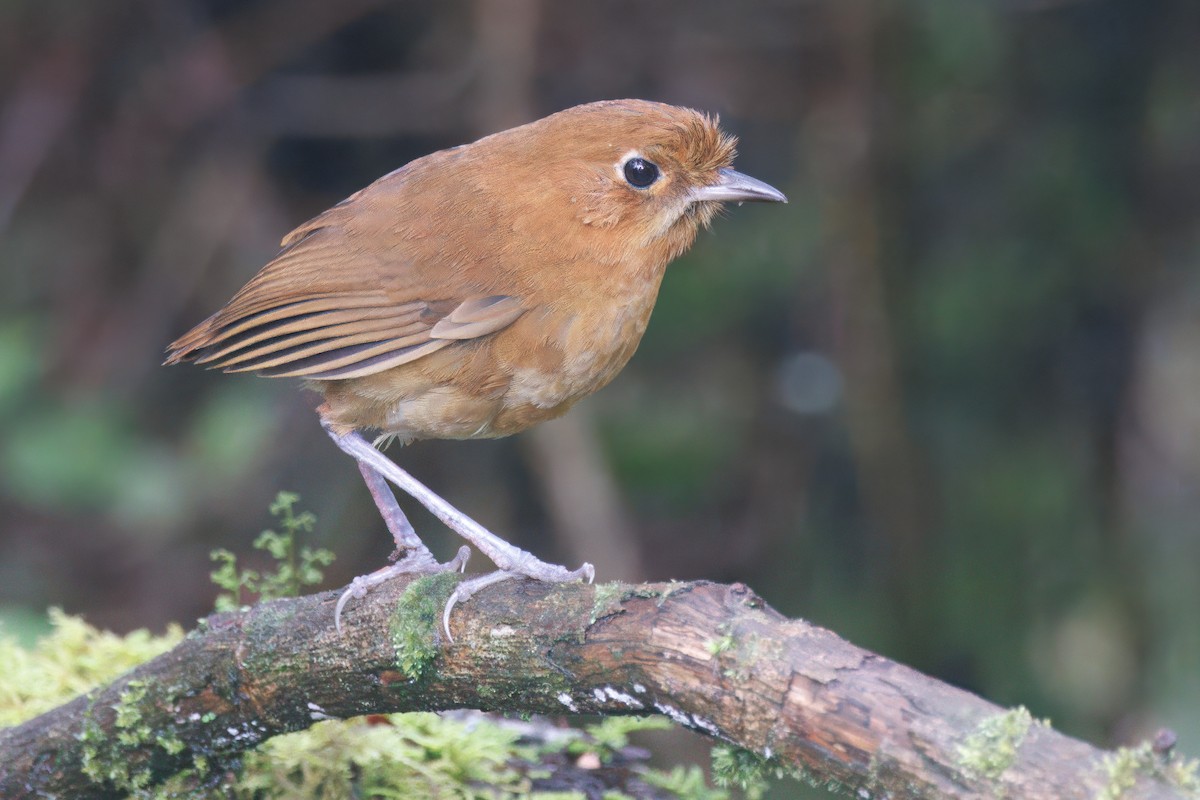 Muisca Antpitta - ML640003981