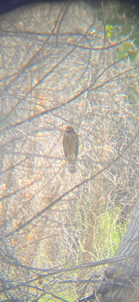 Red-shouldered Hawk - ML640003993