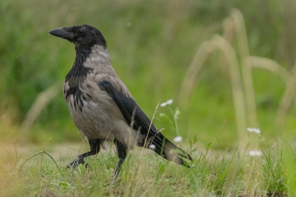 Hooded Crow - ML640004031