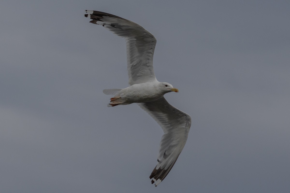 Caspian Gull - ML640004057