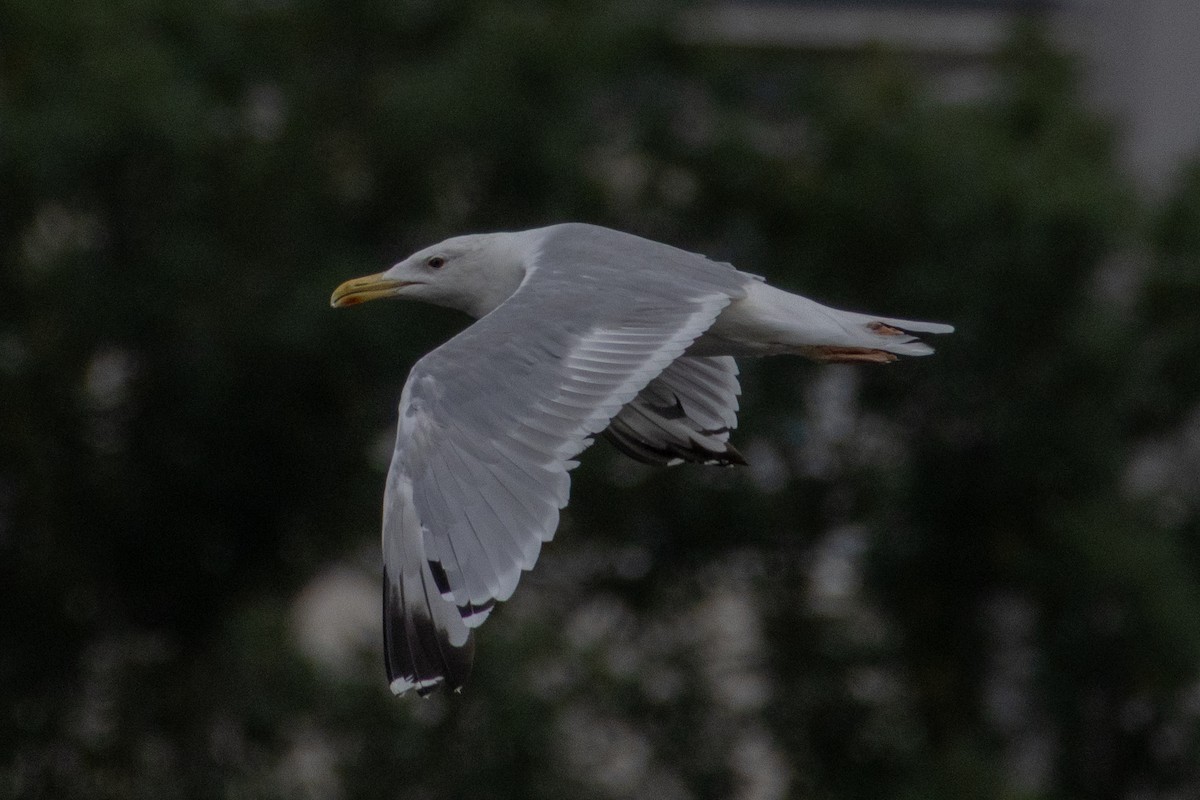 Caspian Gull - ML640004060
