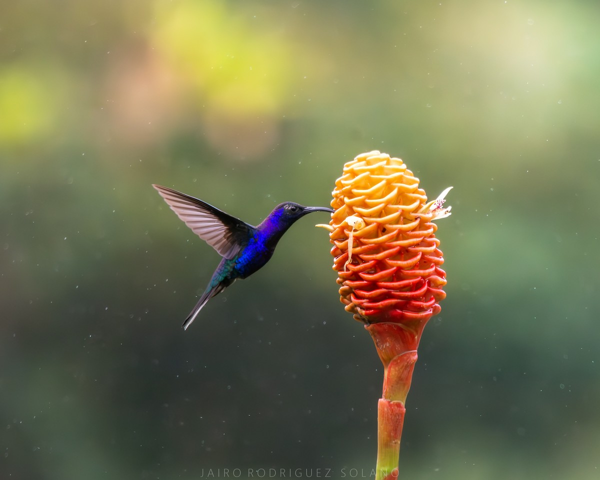 Violet Sabrewing - ML640004127