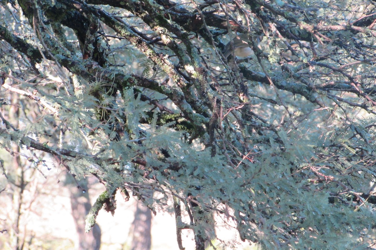 Masked Gnatcatcher - ML640004227