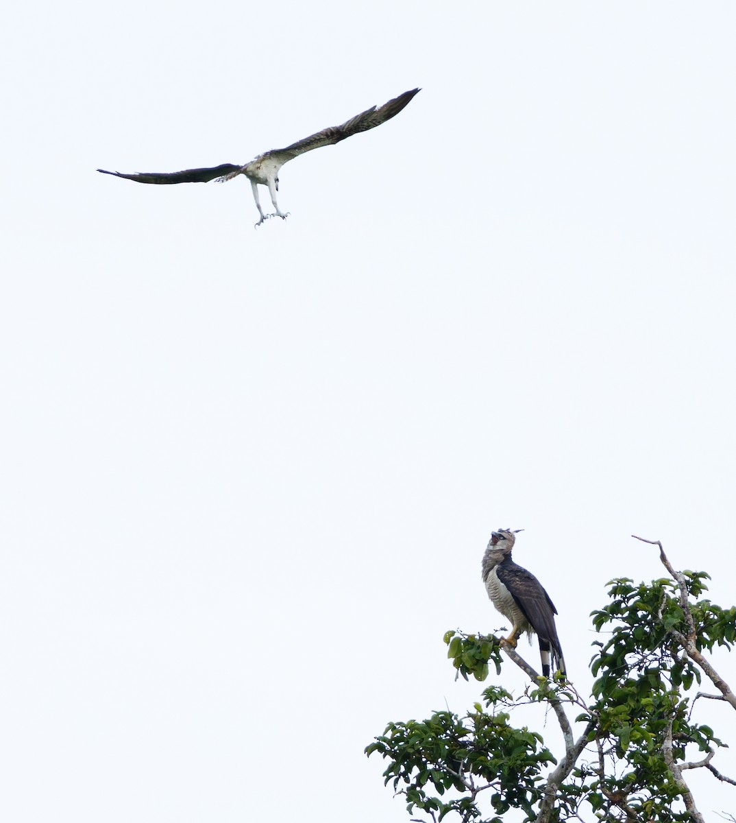 Crested Eagle - Cameron Rutt