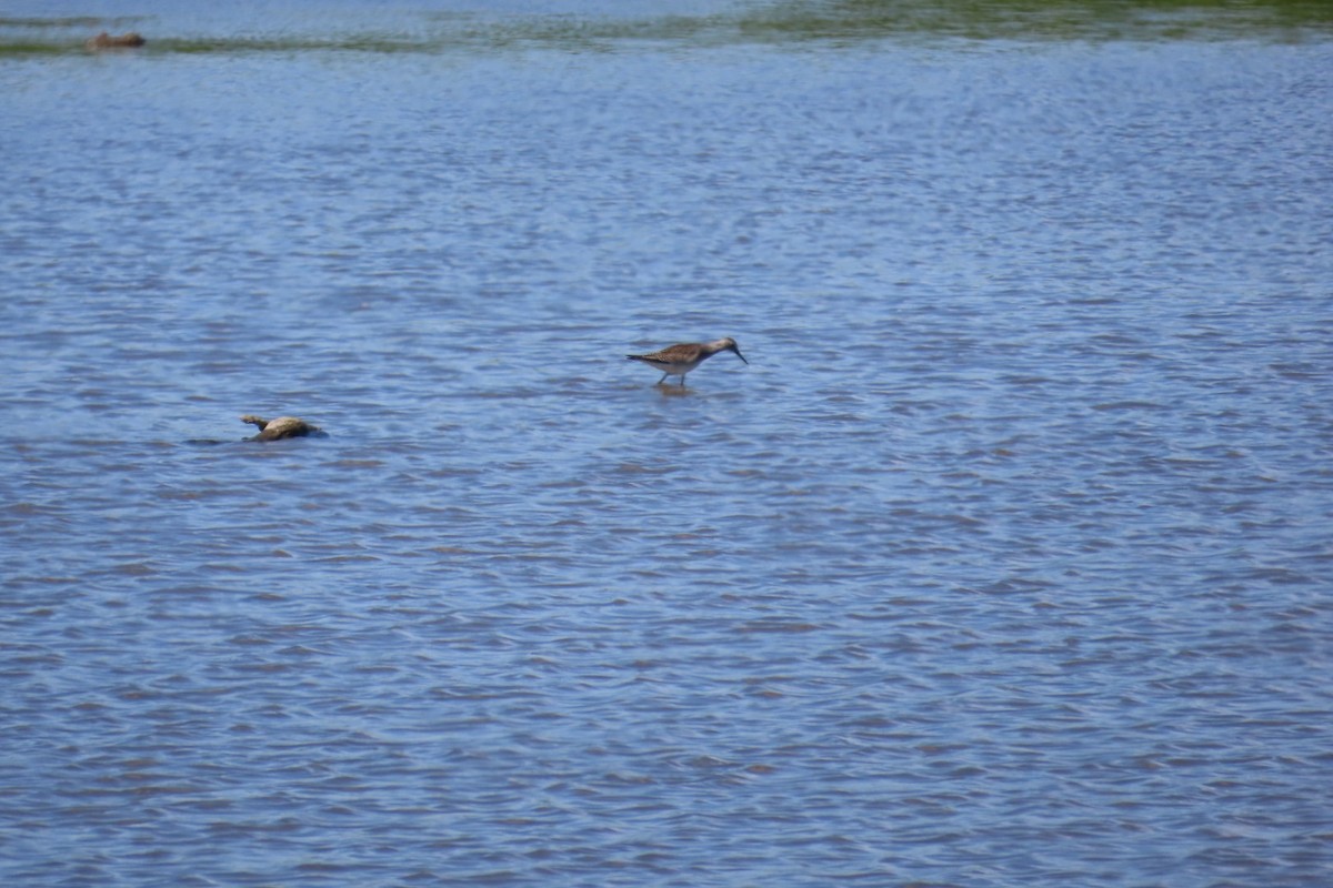Lesser Yellowlegs - ML640004241