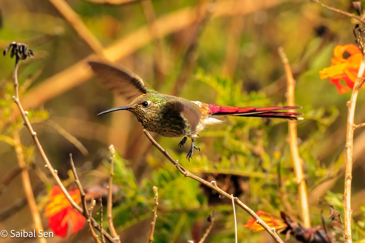 Red-tailed Comet - ML640004243