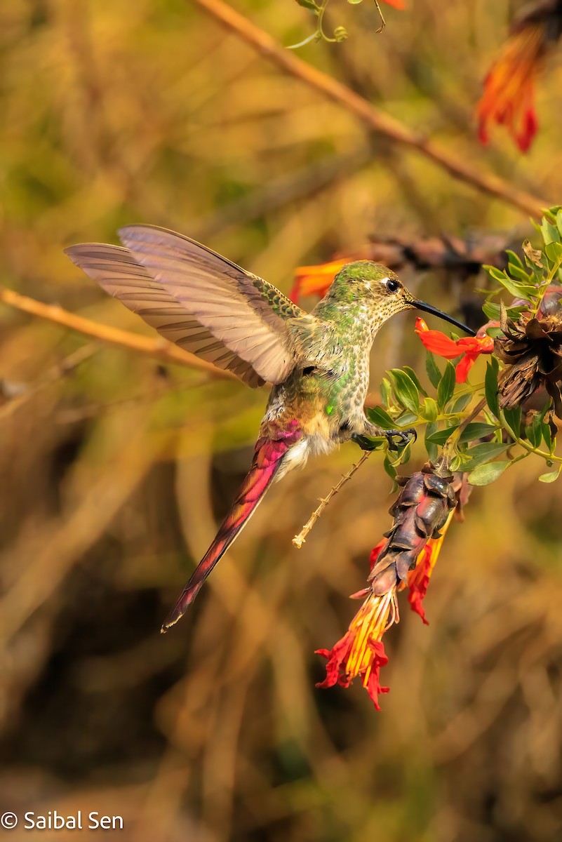 Red-tailed Comet - ML640004244