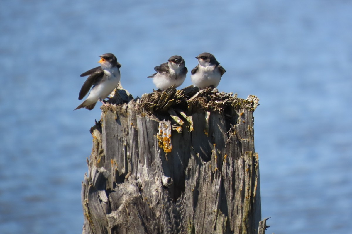 Tree Swallow - ML640004272