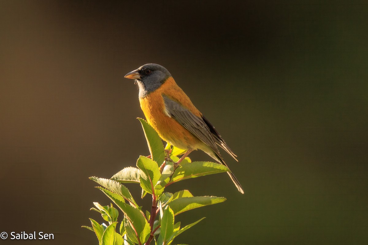 Peruvian Sierra Finch - ML640004333