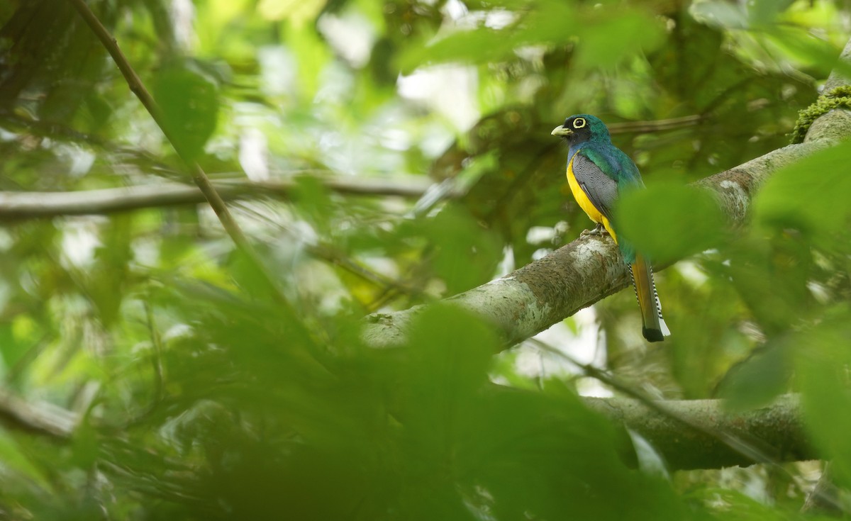 Amazonian Black-throated Trogon - ML640004350