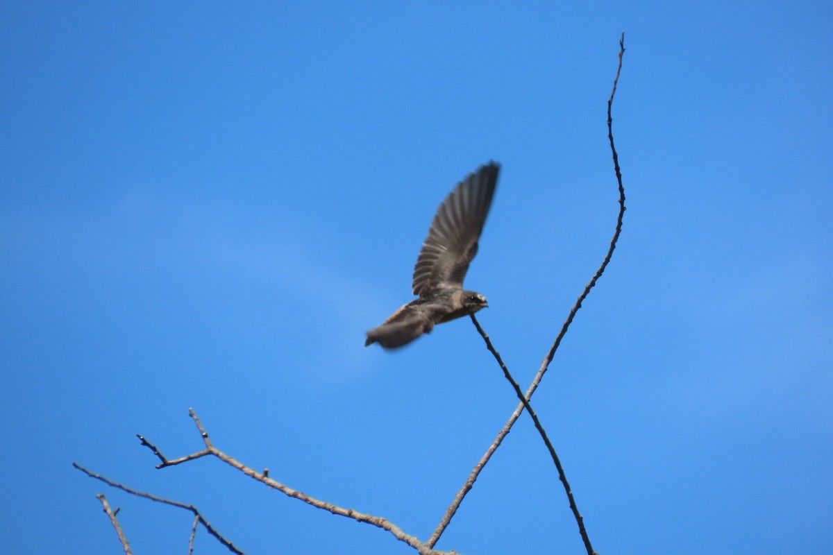 Cliff Swallow - ML640004352