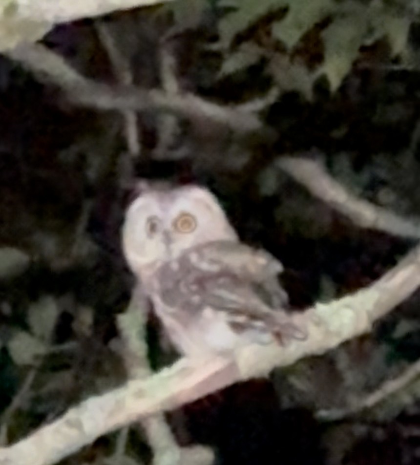 Northern Saw-whet Owl - ML640004361