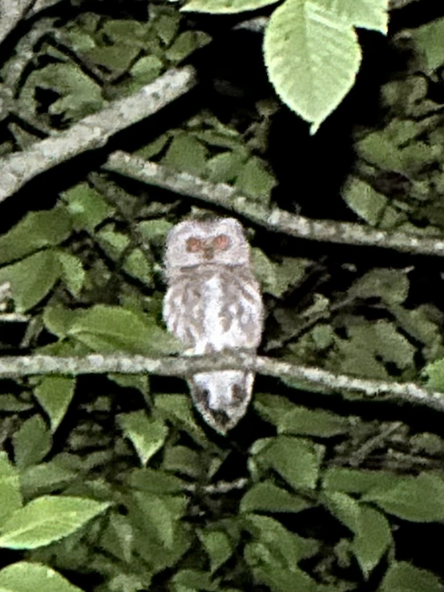 Northern Saw-whet Owl - ML640004362
