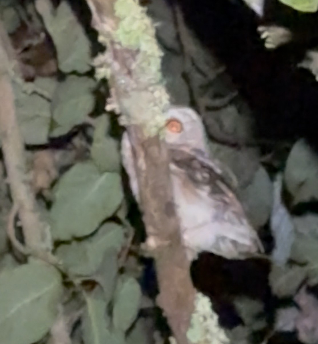 Northern Saw-whet Owl - ML640004363