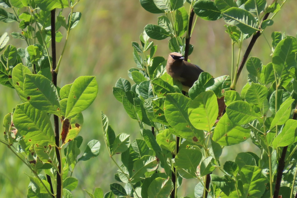 Cedar Waxwing - ML640004374