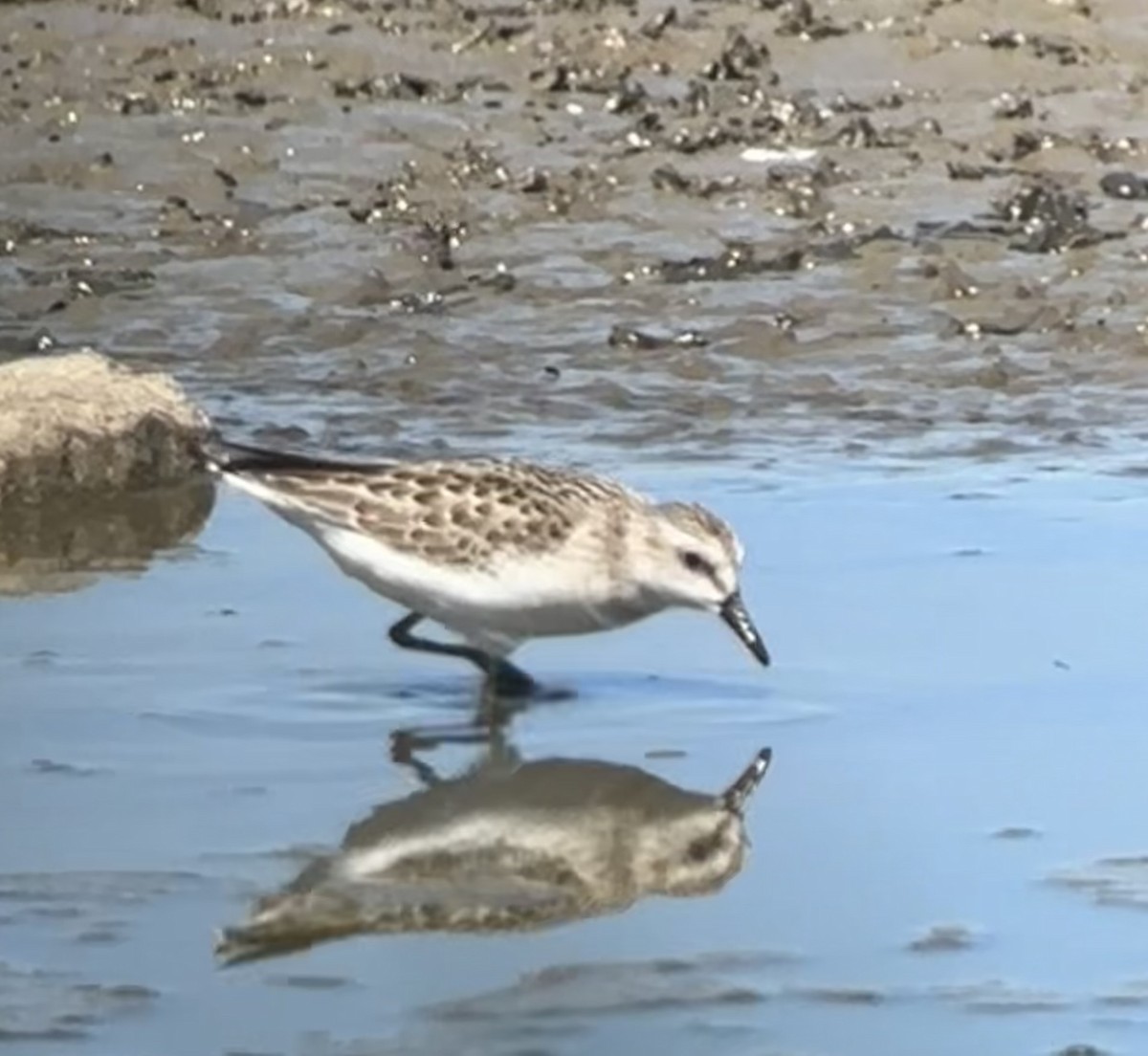 Semipalmated Sandpiper - ML640004412